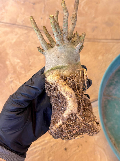 Adenium Arabicum (b) | Desert Rose | Exotic Rare Plant