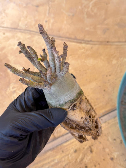 Adenium Arabicum (g) | Desert Rose | Exotic Rare Plant
