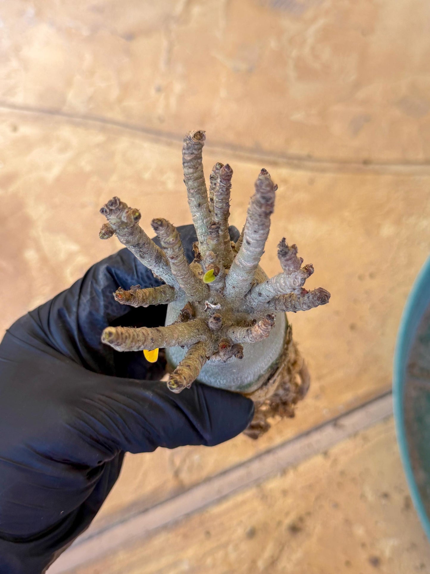 Adenium Arabicum (g) | Desert Rose | Exotic Rare Plant