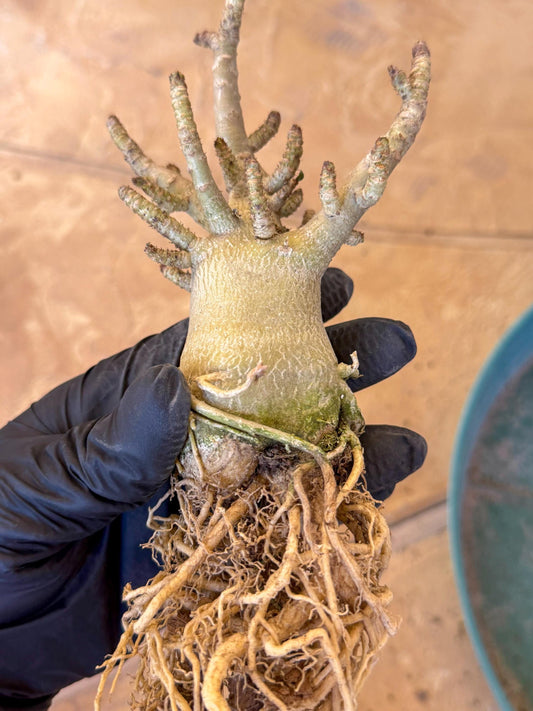 Adenium Arabicum (ooo) | Desert Rose | Exotic Rare Plant