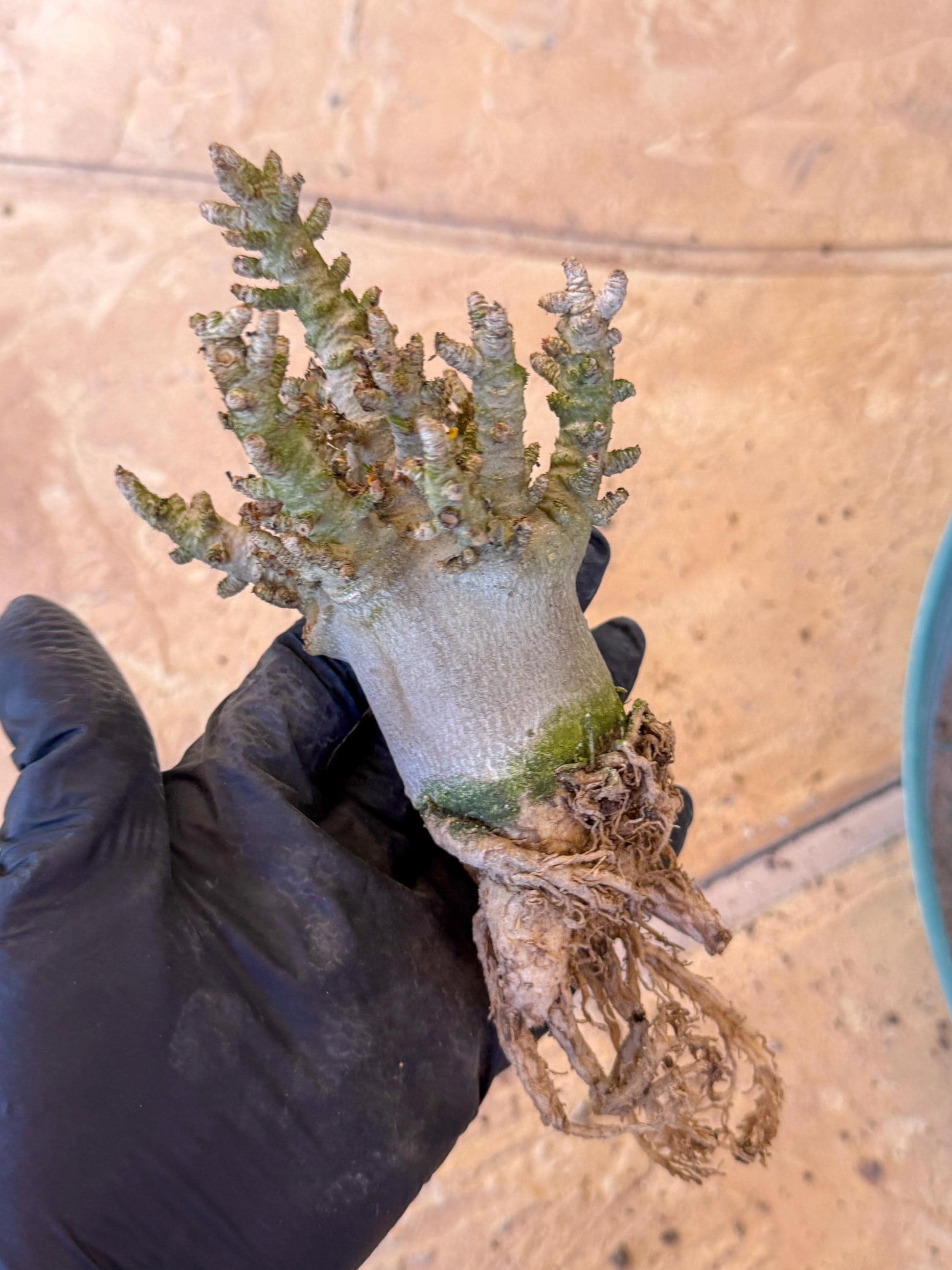 Adenium Arabicum (o) | Desert Rose | Exotic Rare Plant