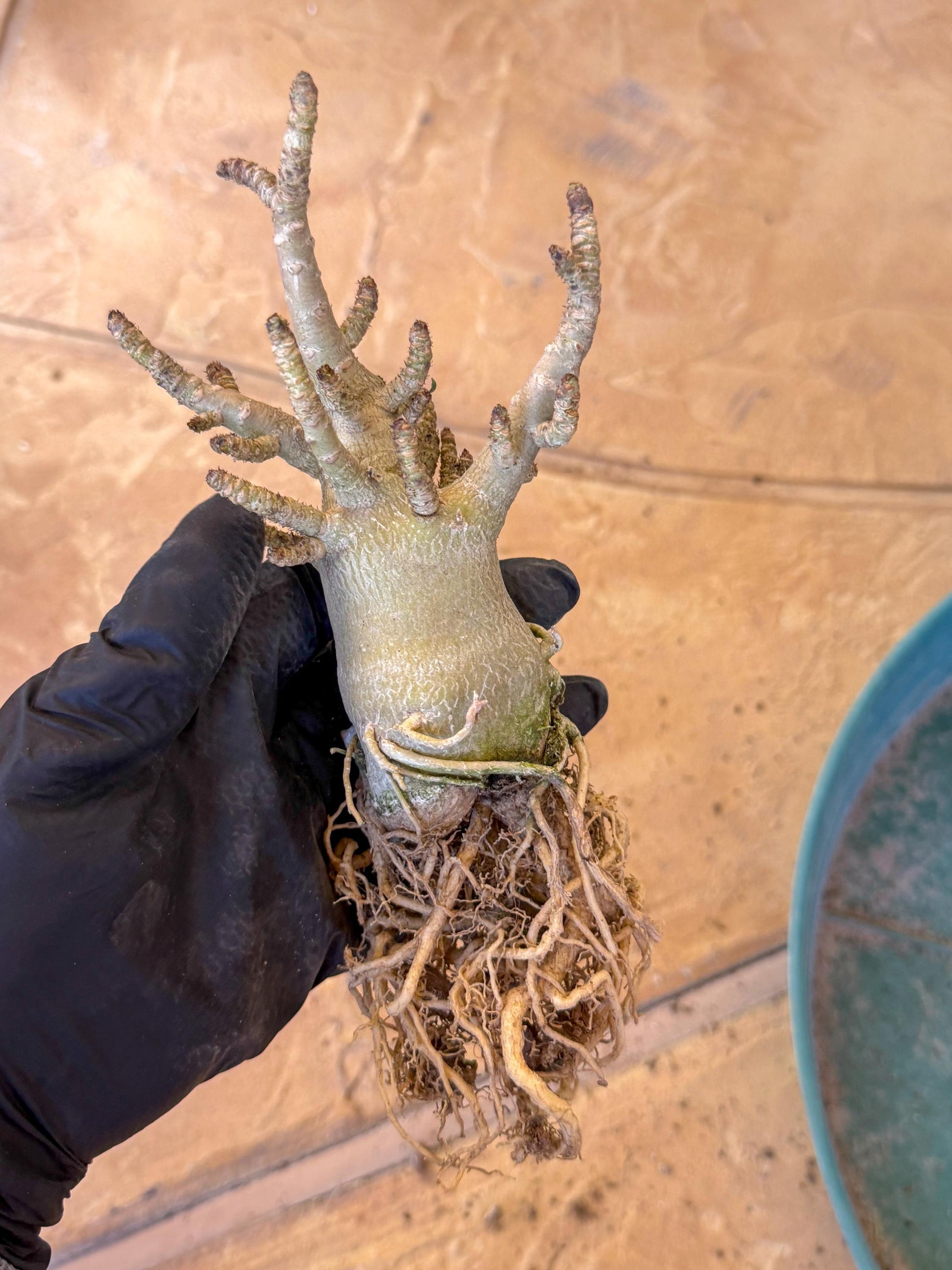 Adenium Arabicum (ooo) | Desert Rose | Exotic Rare Plant