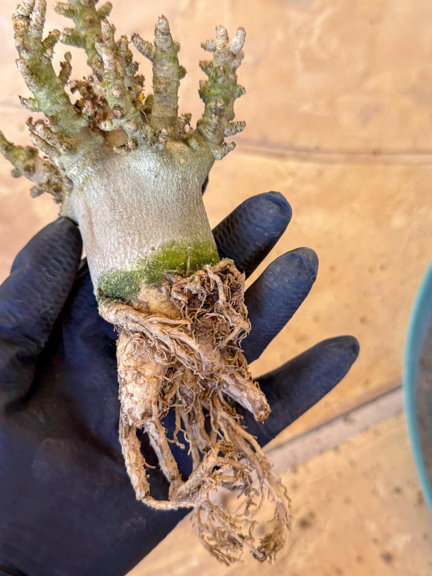 Adenium Arabicum (o) | Desert Rose | Exotic Rare Plant