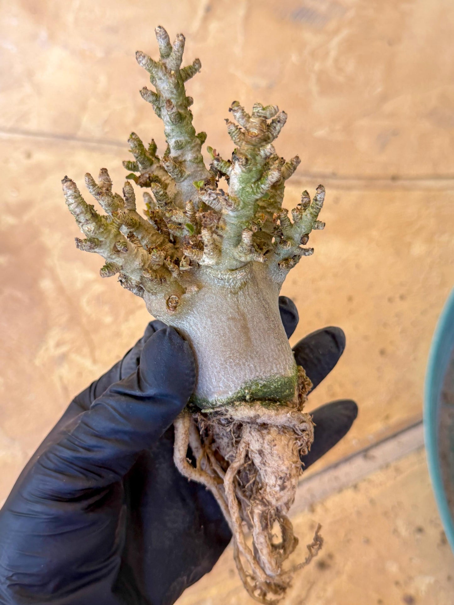 Adenium Arabicum (o) | Desert Rose | Exotic Rare Plant