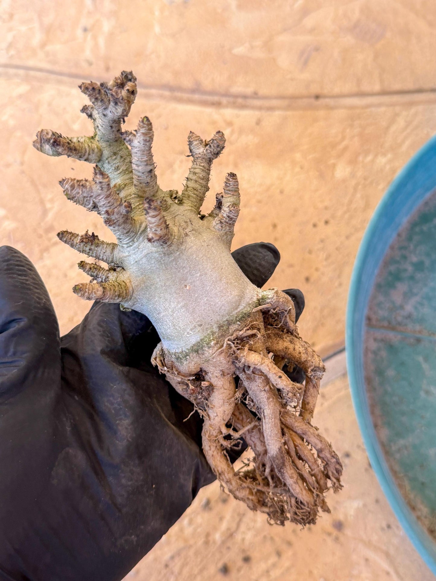 Adenium Arabicum (pg) | Desert Rose | Exotic Rare Plant
