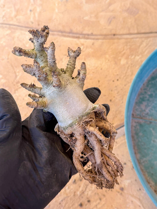 Adenium Arabicum (pg) | Desert Rose | Exotic Rare Plant