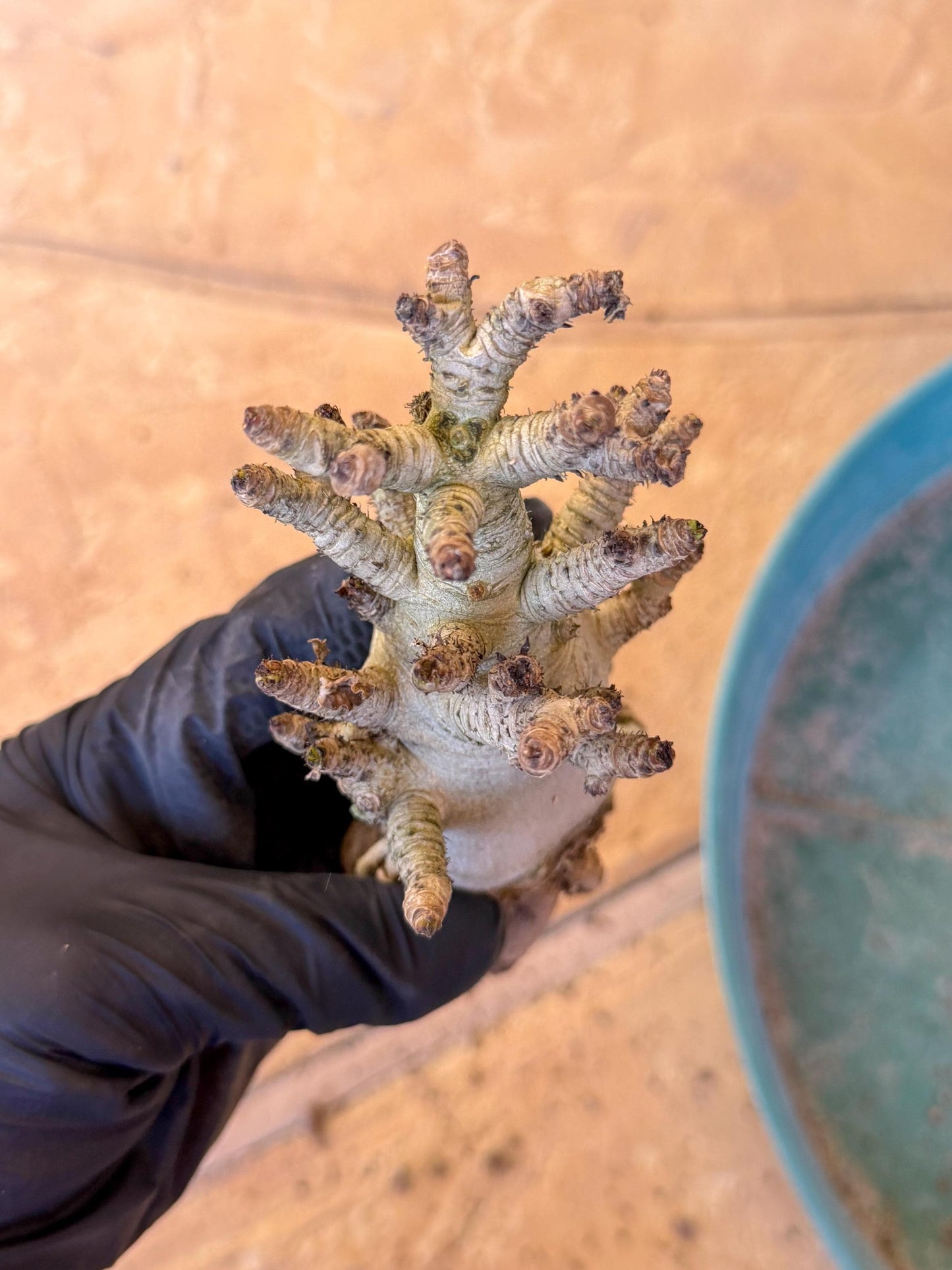 Adenium Arabicum (pg) | Desert Rose | Exotic Rare Plant