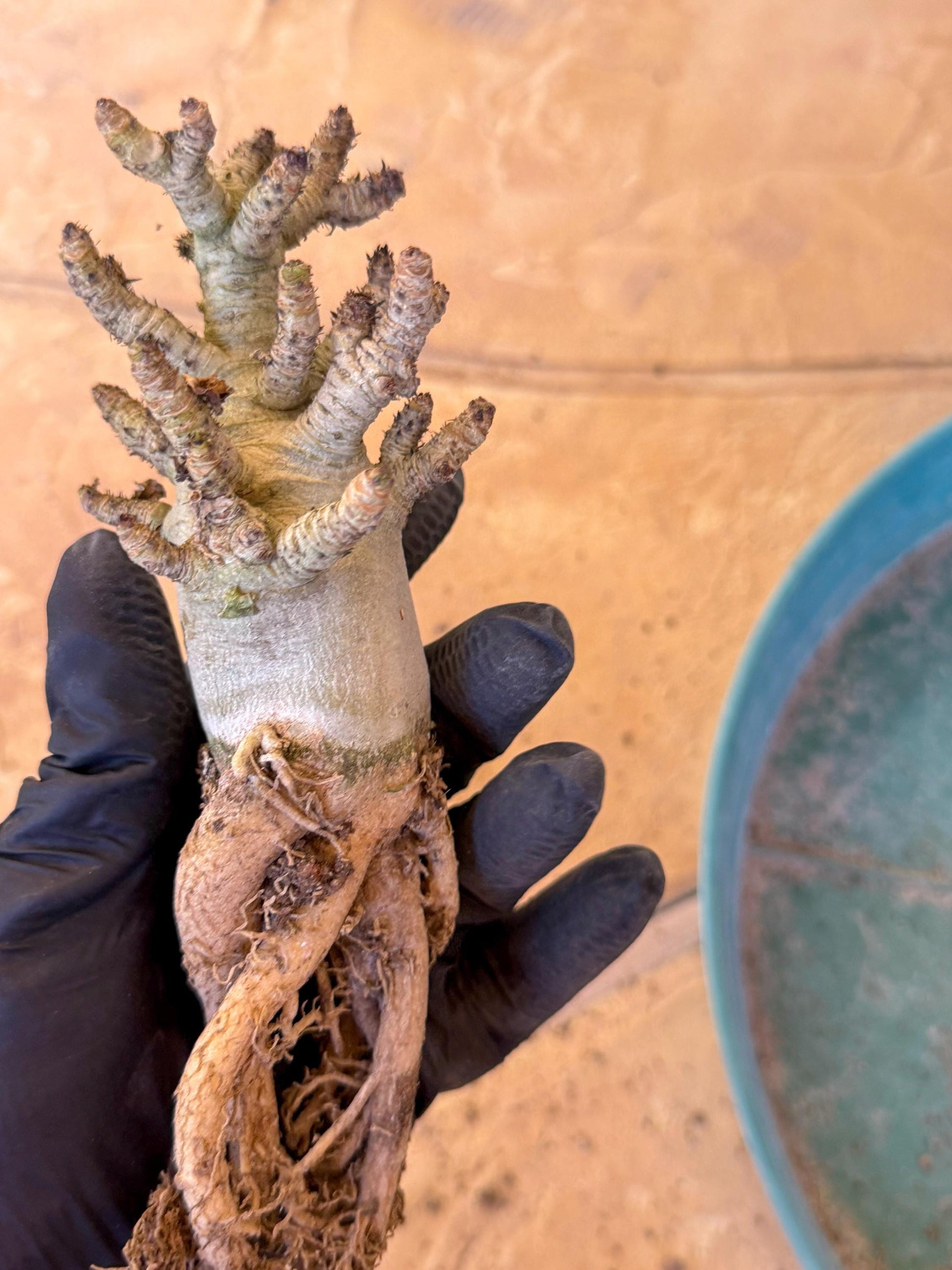 Adenium Arabicum (pg) | Desert Rose | Exotic Rare Plant