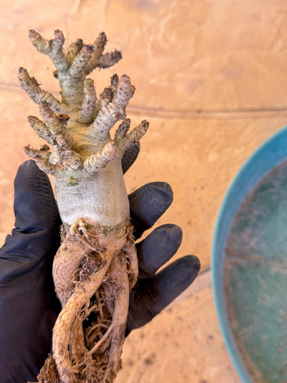 Adenium Arabicum (pg) | Desert Rose | Exotic Rare Plant