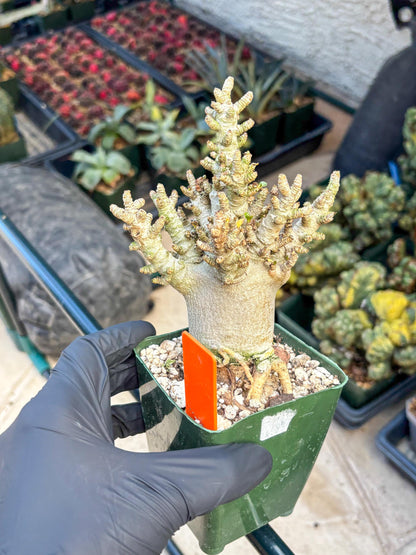 Adenium Arabicum (o) | Desert Rose | Exotic Rare Plant