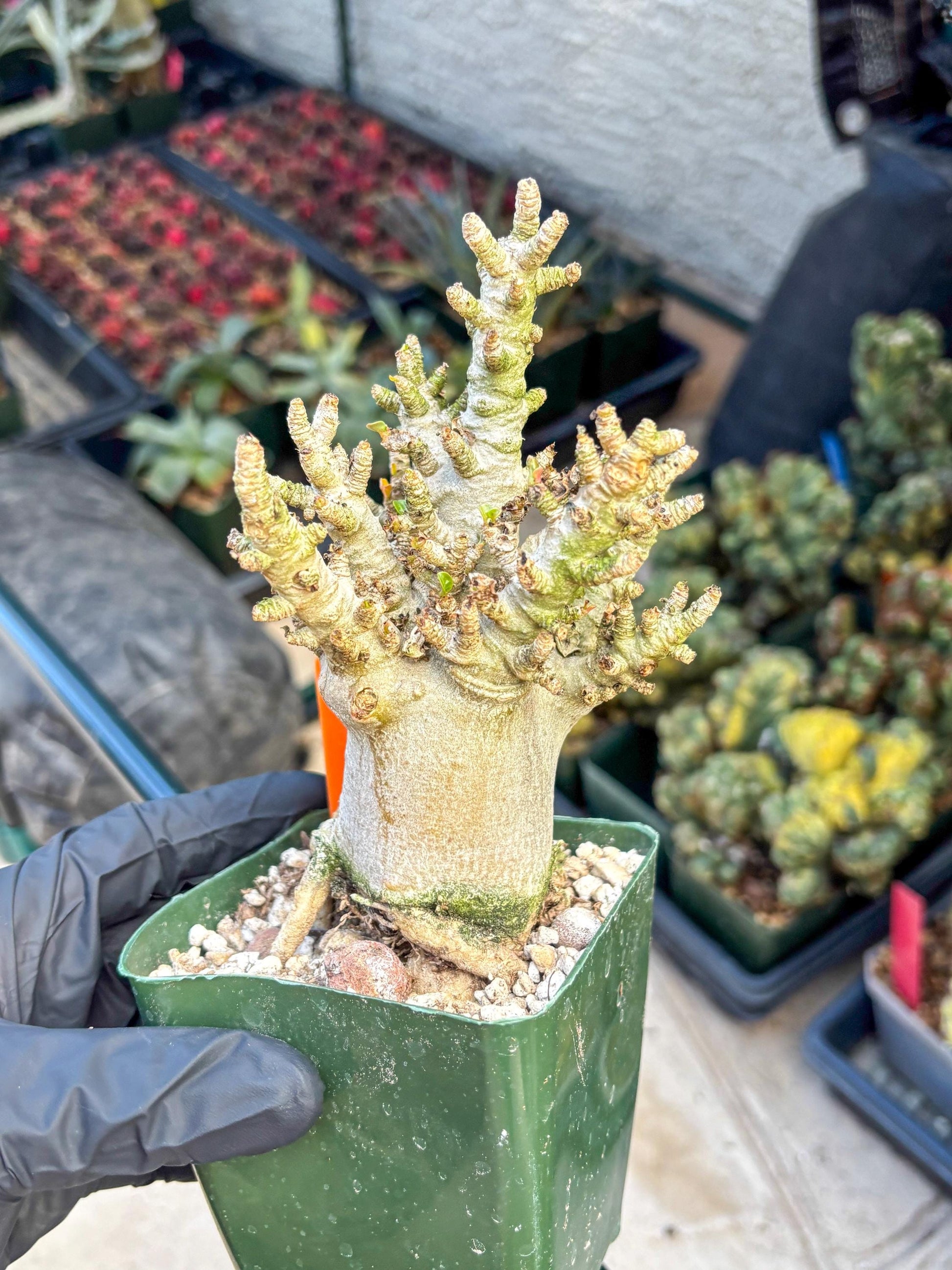Adenium Arabicum (o) | Desert Rose | Exotic Rare Plant