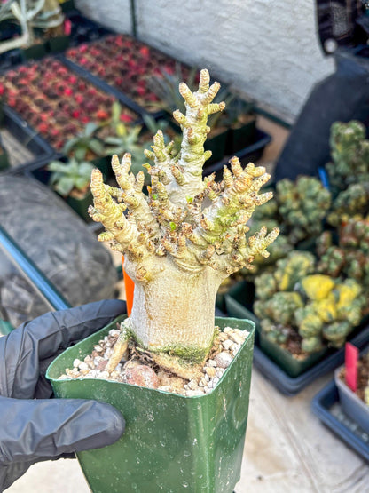 Adenium Arabicum (o) | Desert Rose | Exotic Rare Plant