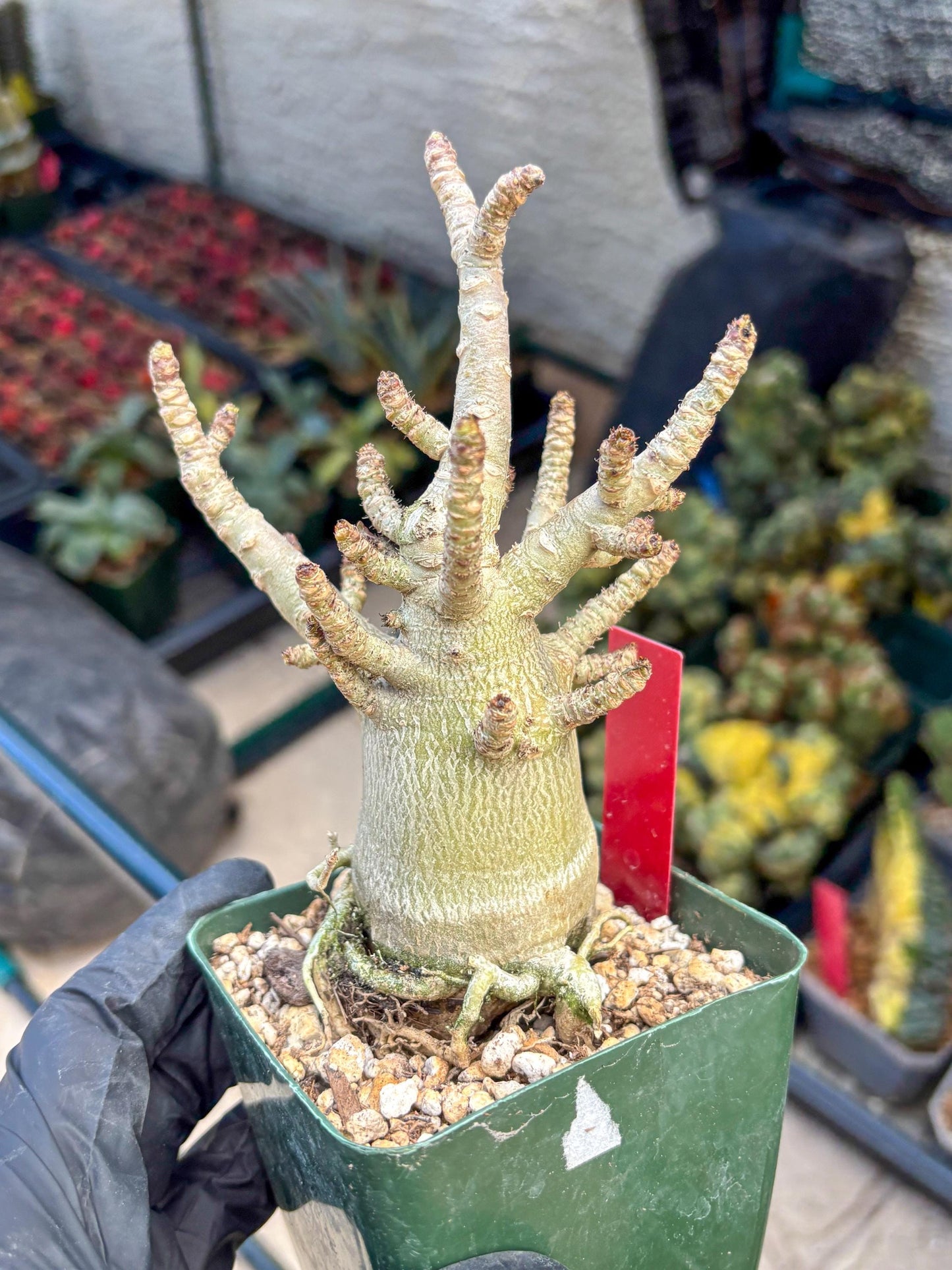 Adenium Arabicum (ooo) | Desert Rose | Exotic Rare Plant