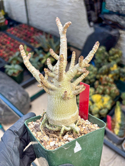 Adenium Arabicum (ooo) | Desert Rose | Exotic Rare Plant