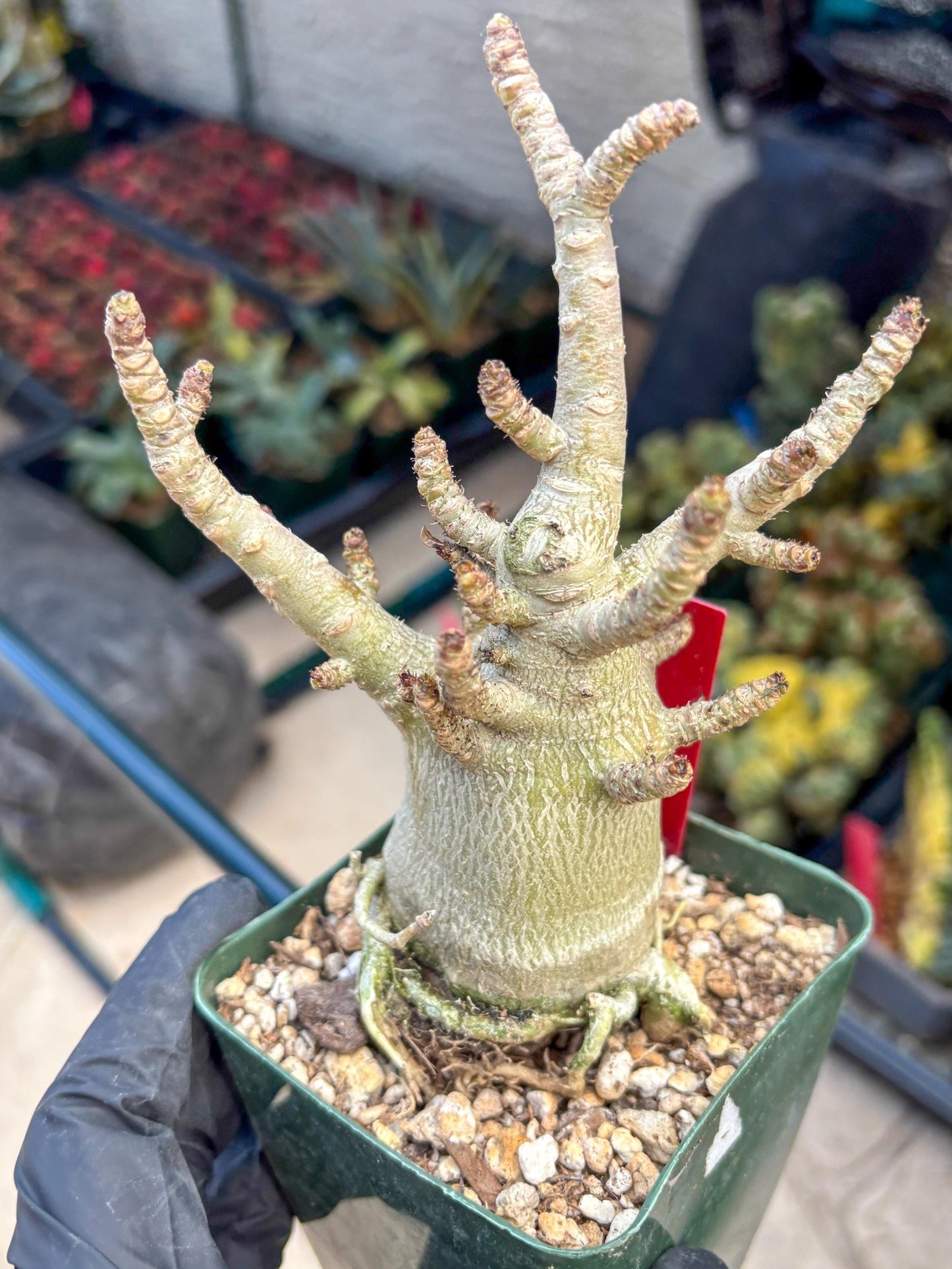 Adenium Arabicum (ooo) | Desert Rose | Exotic Rare Plant