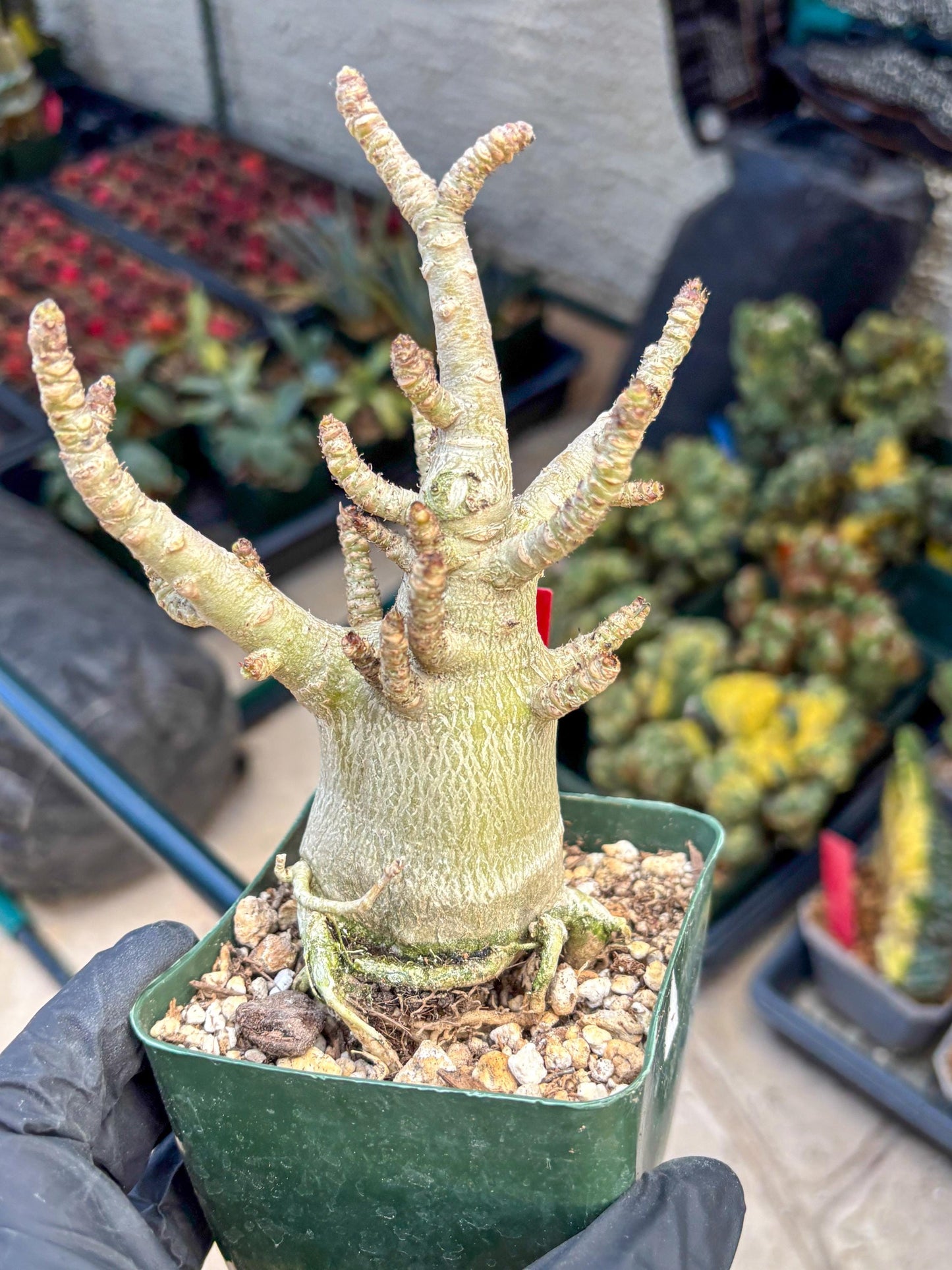 Adenium Arabicum (ooo) | Desert Rose | Exotic Rare Plant