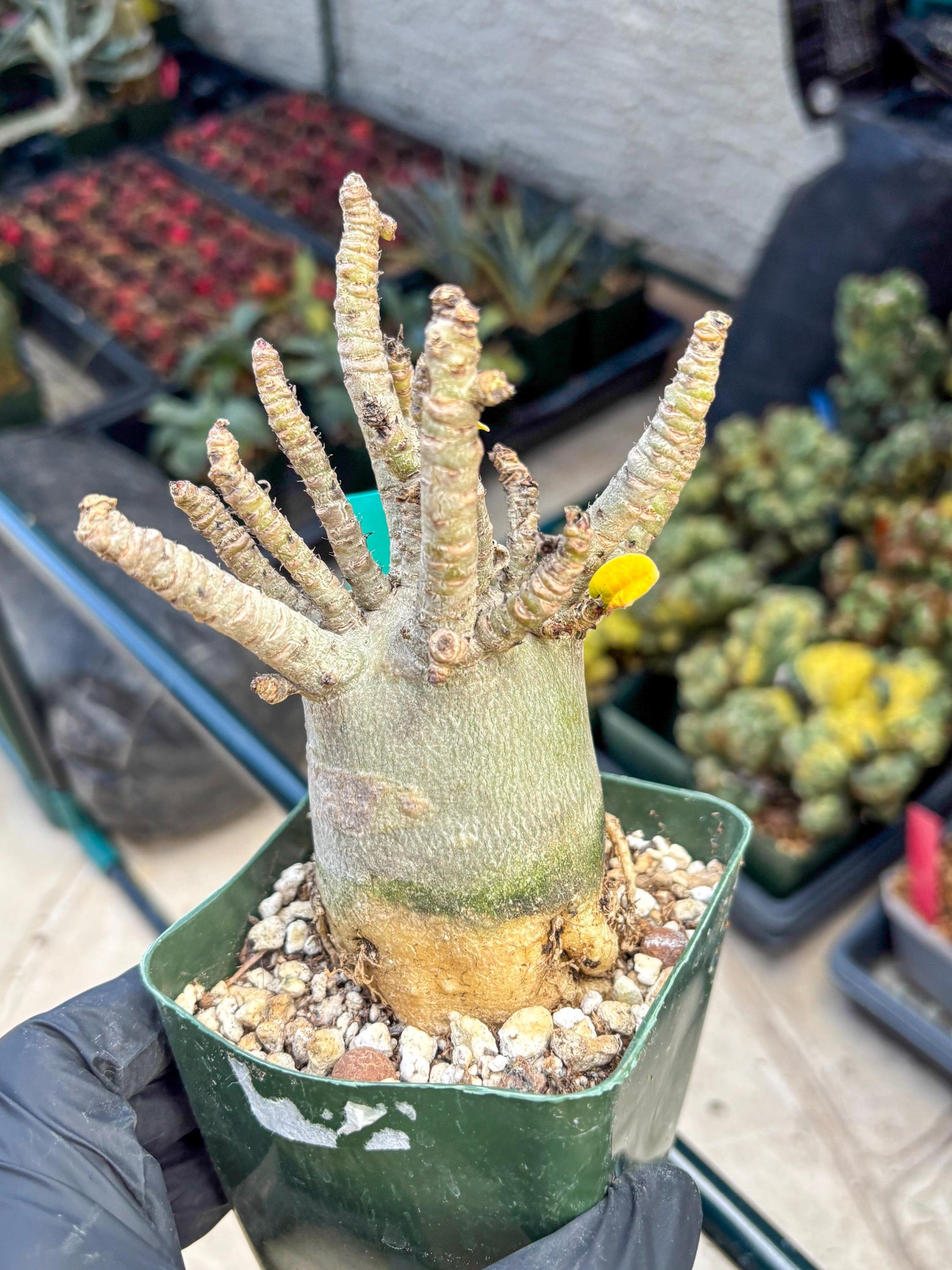 Adenium Arabicum (g) | Desert Rose | Exotic Rare Plant