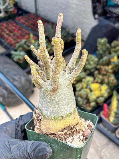 Adenium Arabicum (b) | Desert Rose | Exotic Rare Plant