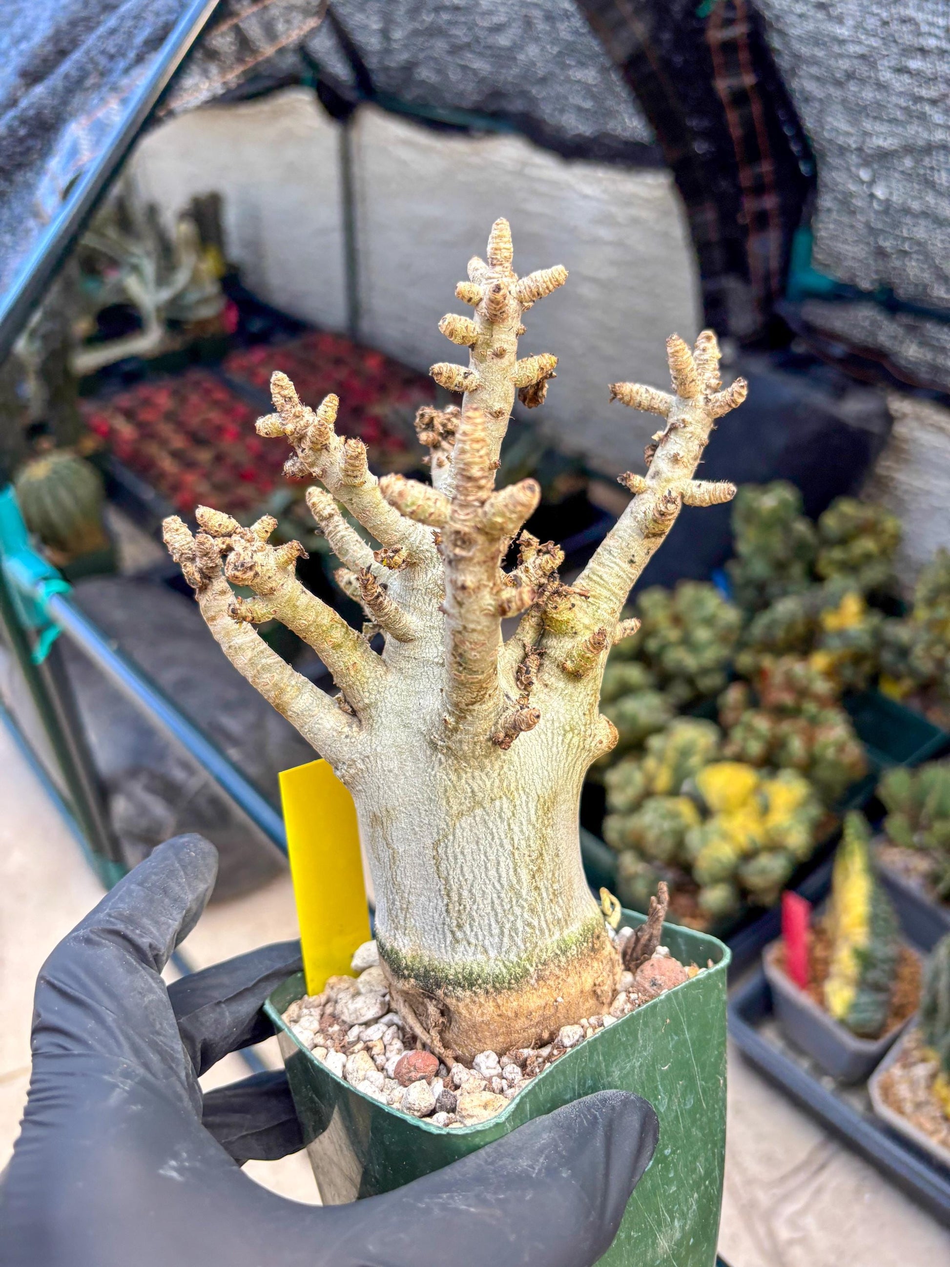 Adenium Arabicum (y) | Desert Rose | Exotic Rare Plant