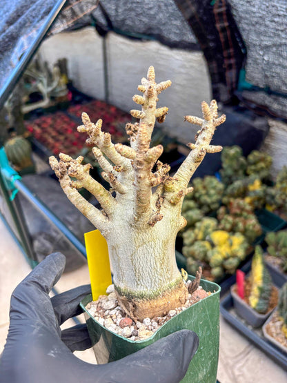 Adenium Arabicum (y) | Desert Rose | Exotic Rare Plant