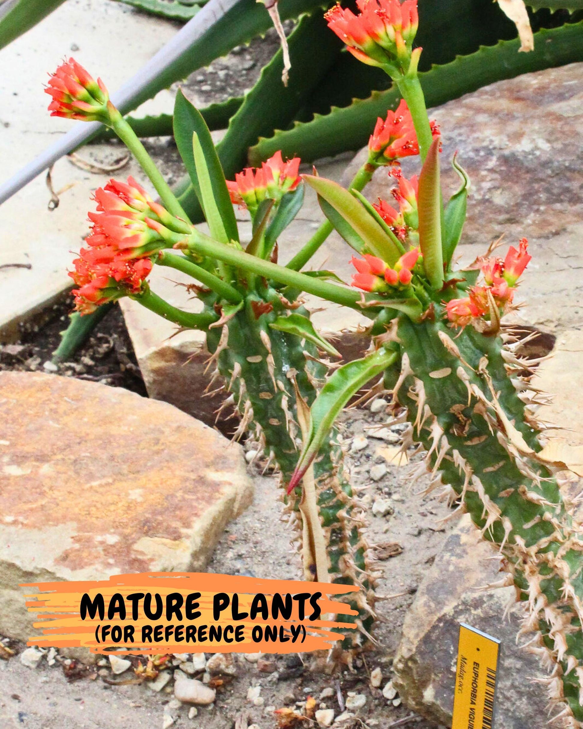 Eupho Viguieri var. Ankarafantsiensis (yr) | Imported plants