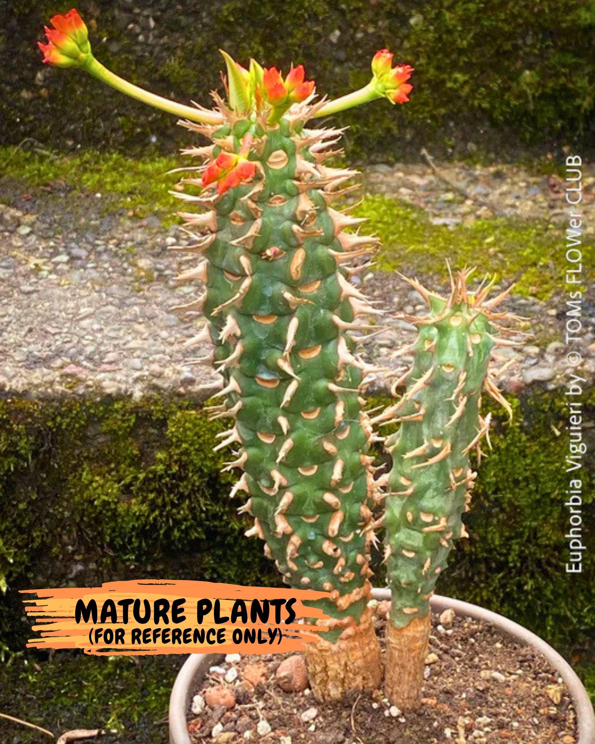 Eupho Viguieri var. Ankarafantsiensis (yr) | Imported plants