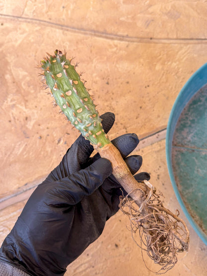Eupho Viguieri var. Ankarafantsiensis (p) | Imported plants