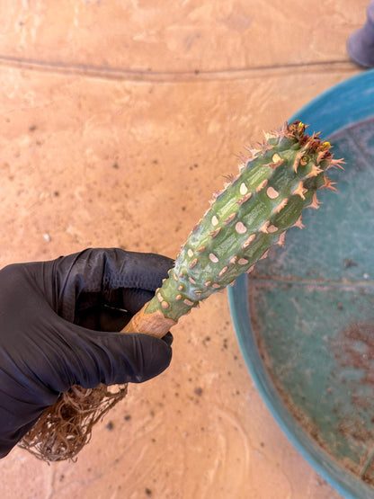 Eupho Viguieri var. Ankarafantsiensis (p) | Imported plants