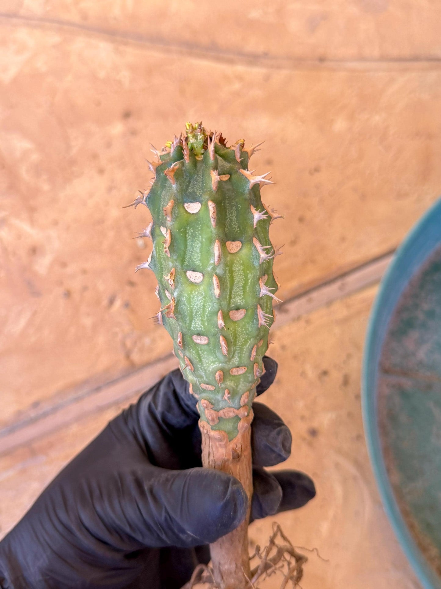Eupho Viguieri var. Ankarafantsiensis (y) | Imported plants
