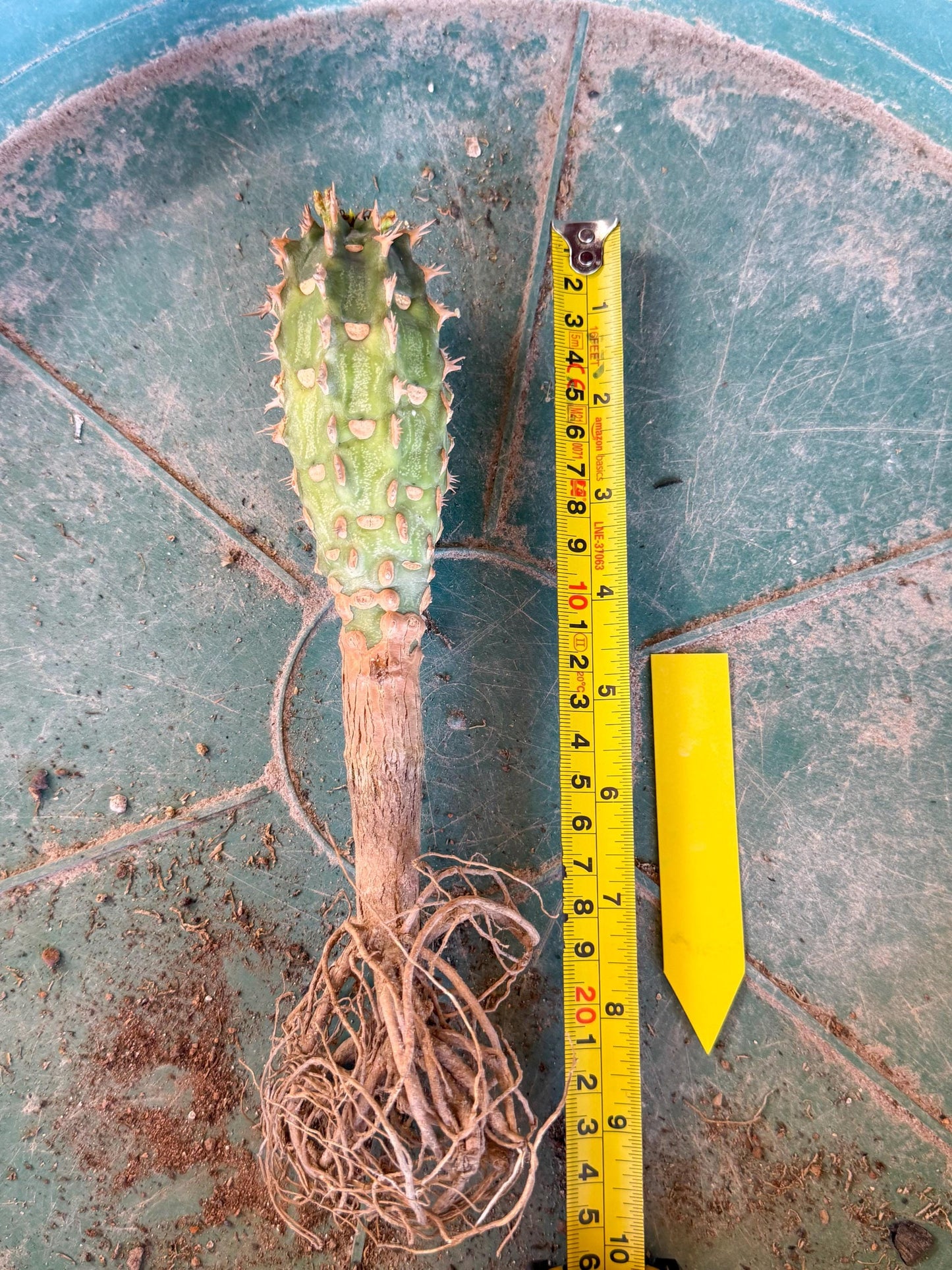 Eupho Viguieri var. Ankarafantsiensis (y) | Imported plants