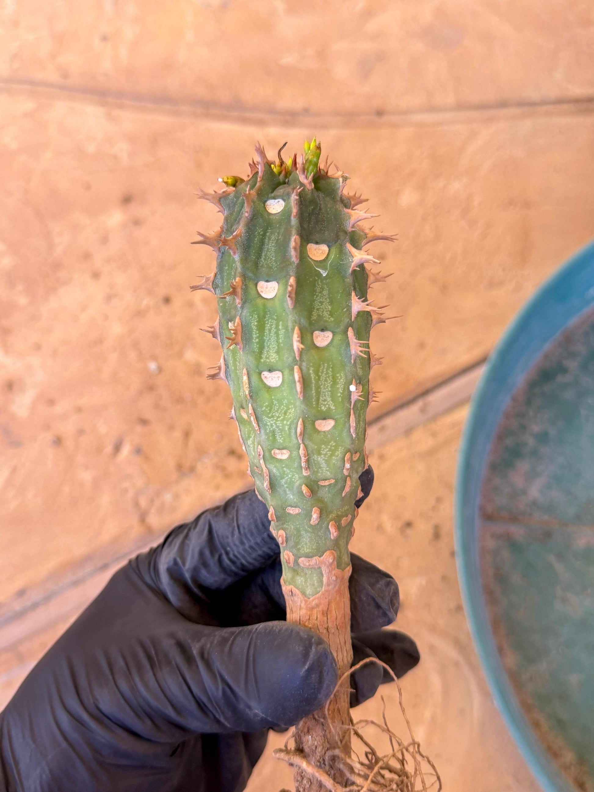 Eupho Viguieri var. Ankarafantsiensis (b) | Imported plants
