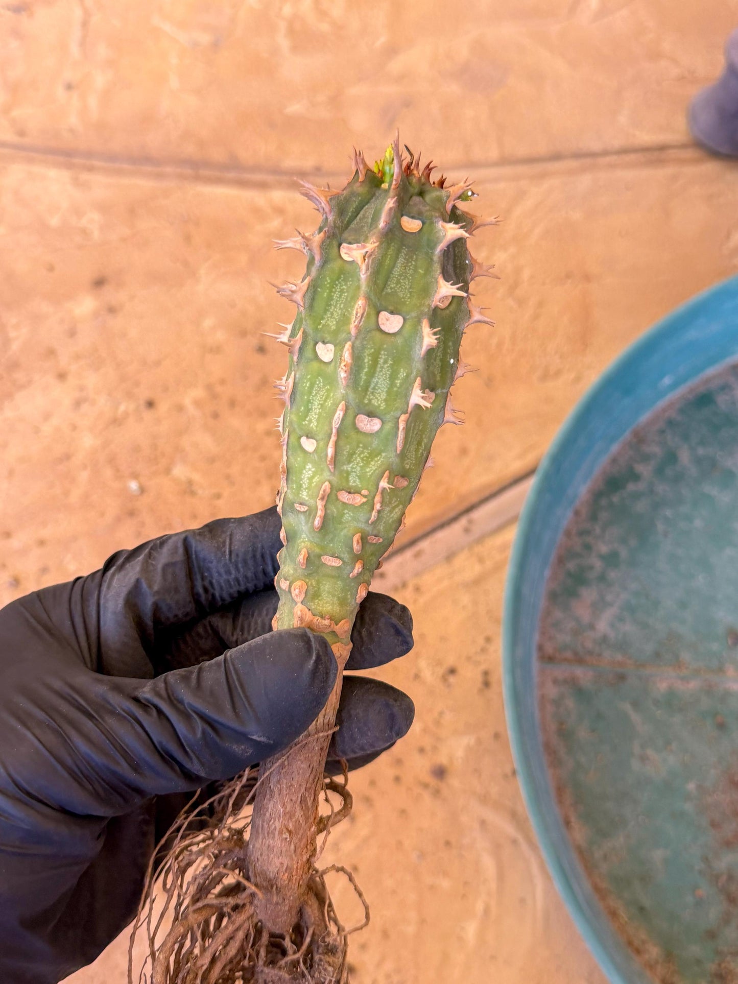 Eupho Viguieri var. Ankarafantsiensis (b) | Imported plants