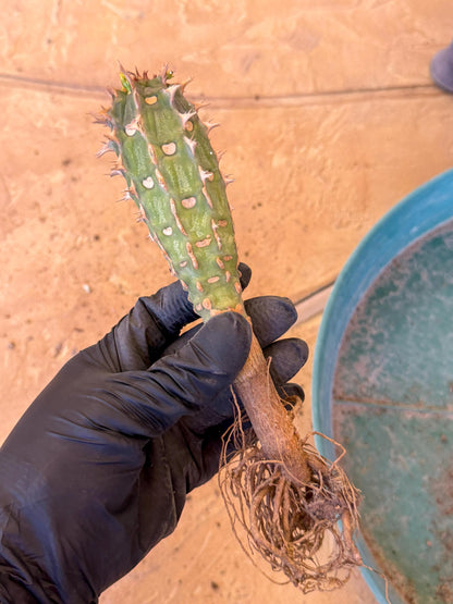 Eupho Viguieri var. Ankarafantsiensis (b) | Imported plants