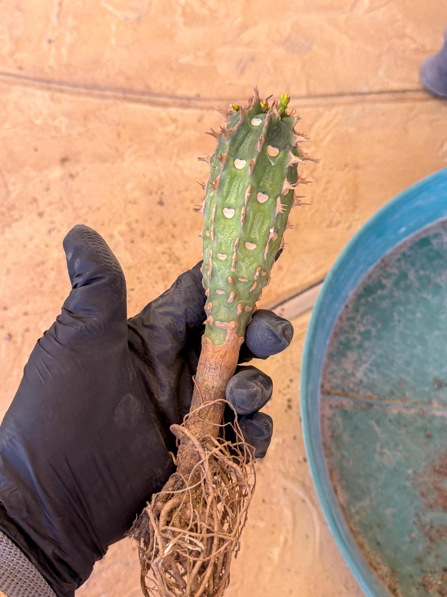 Eupho Viguieri var. Ankarafantsiensis (b) | Imported plants