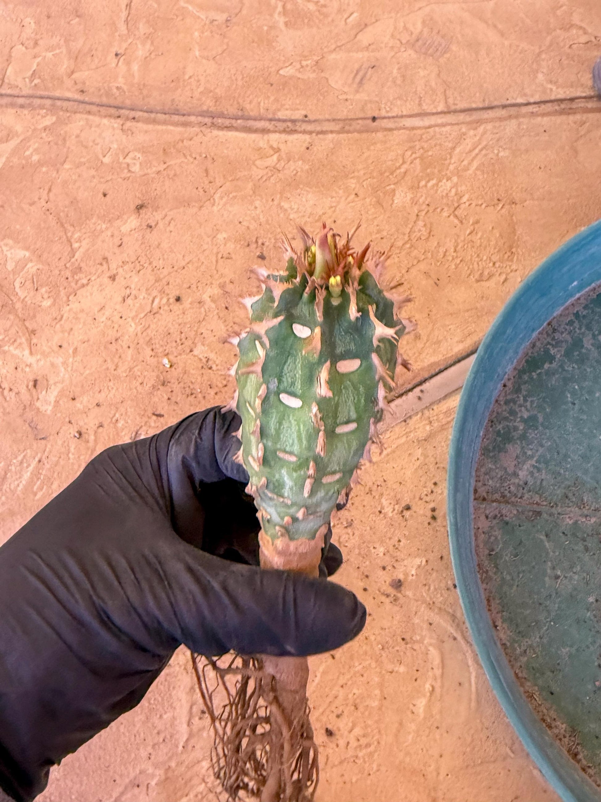 Eupho Viguieri var. Ankarafantsiensis (r) | Imported plants