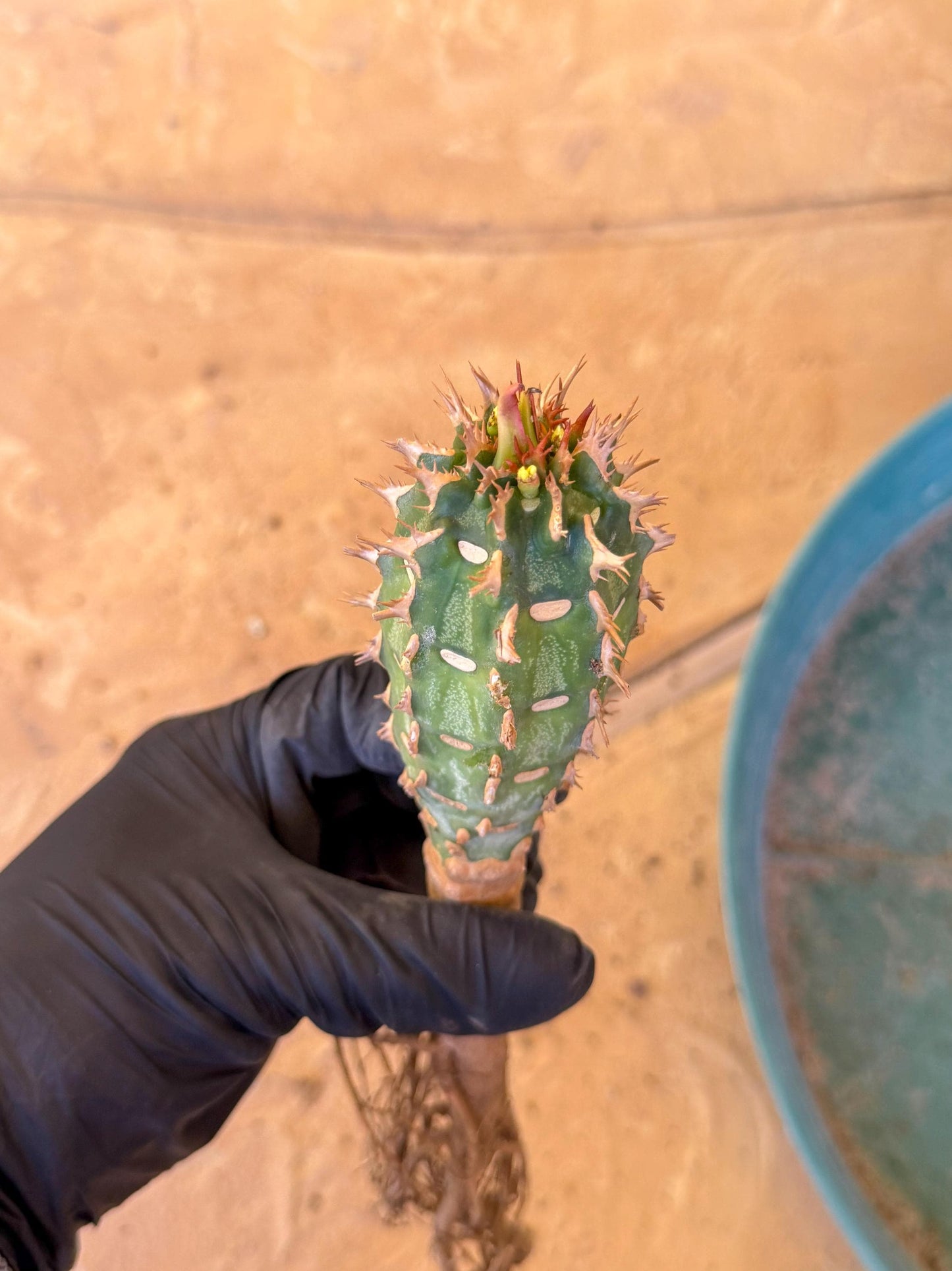 Eupho Viguieri var. Ankarafantsiensis (r) | Imported plants