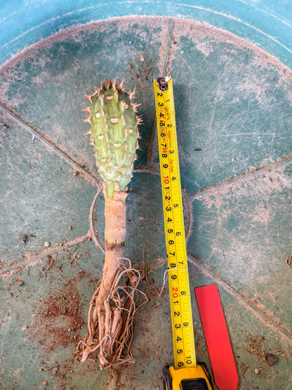 Eupho Viguieri var. Ankarafantsiensis (r) | Imported plants