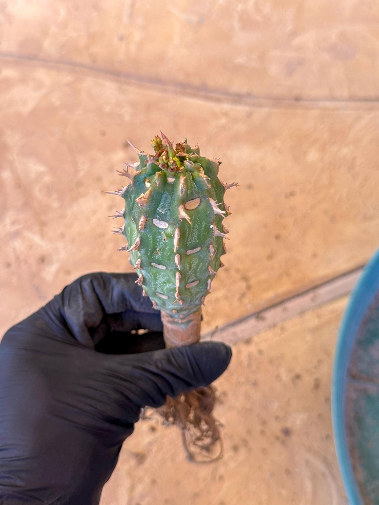 Eupho Viguieri var. Ankarafantsiensis (po) | Imported plants
