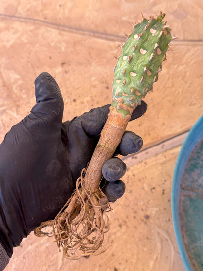 Eupho Viguieri var. Ankarafantsiensis (po) | Imported plants