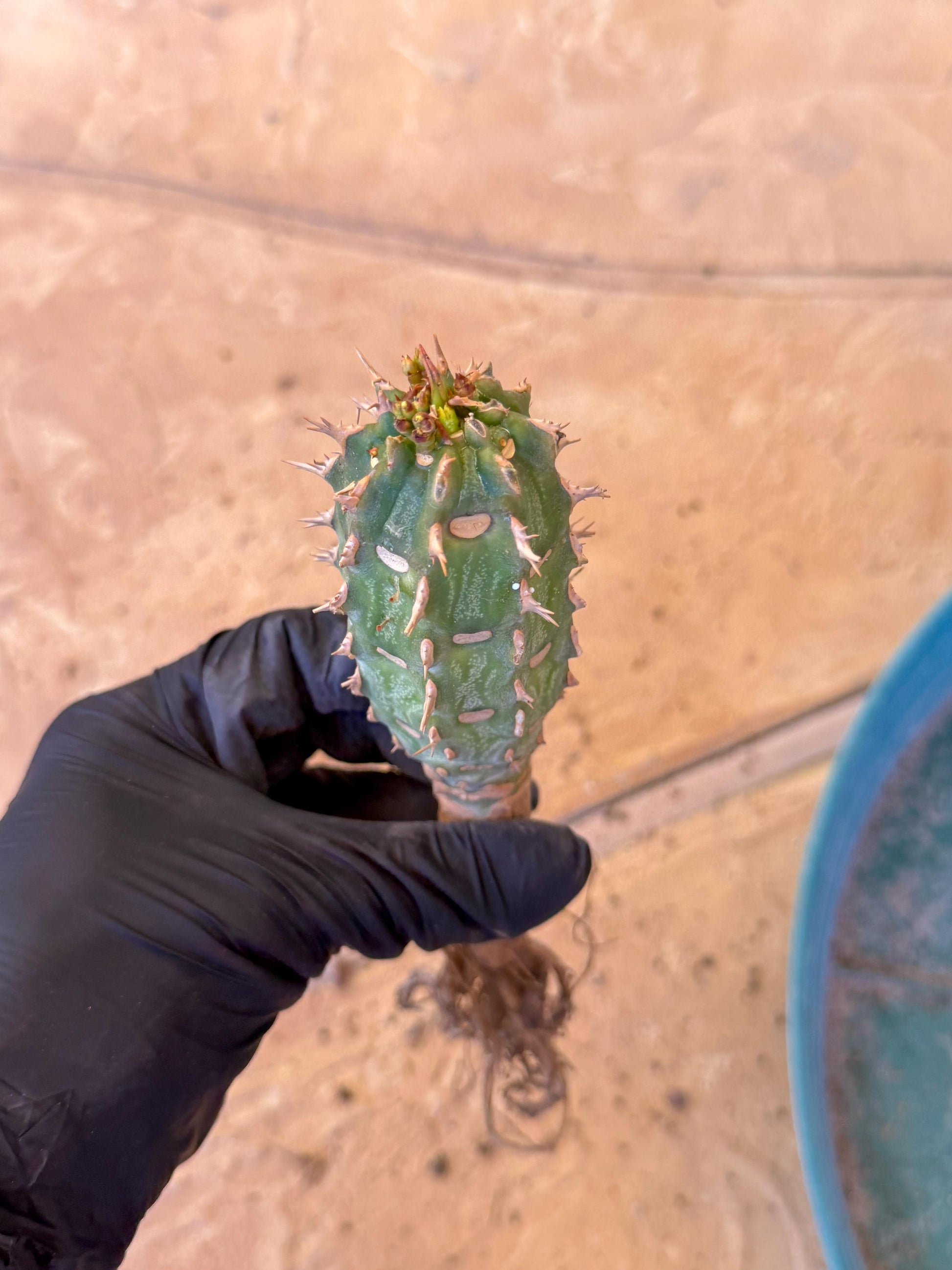 Eupho Viguieri var. Ankarafantsiensis (po) | Imported plants