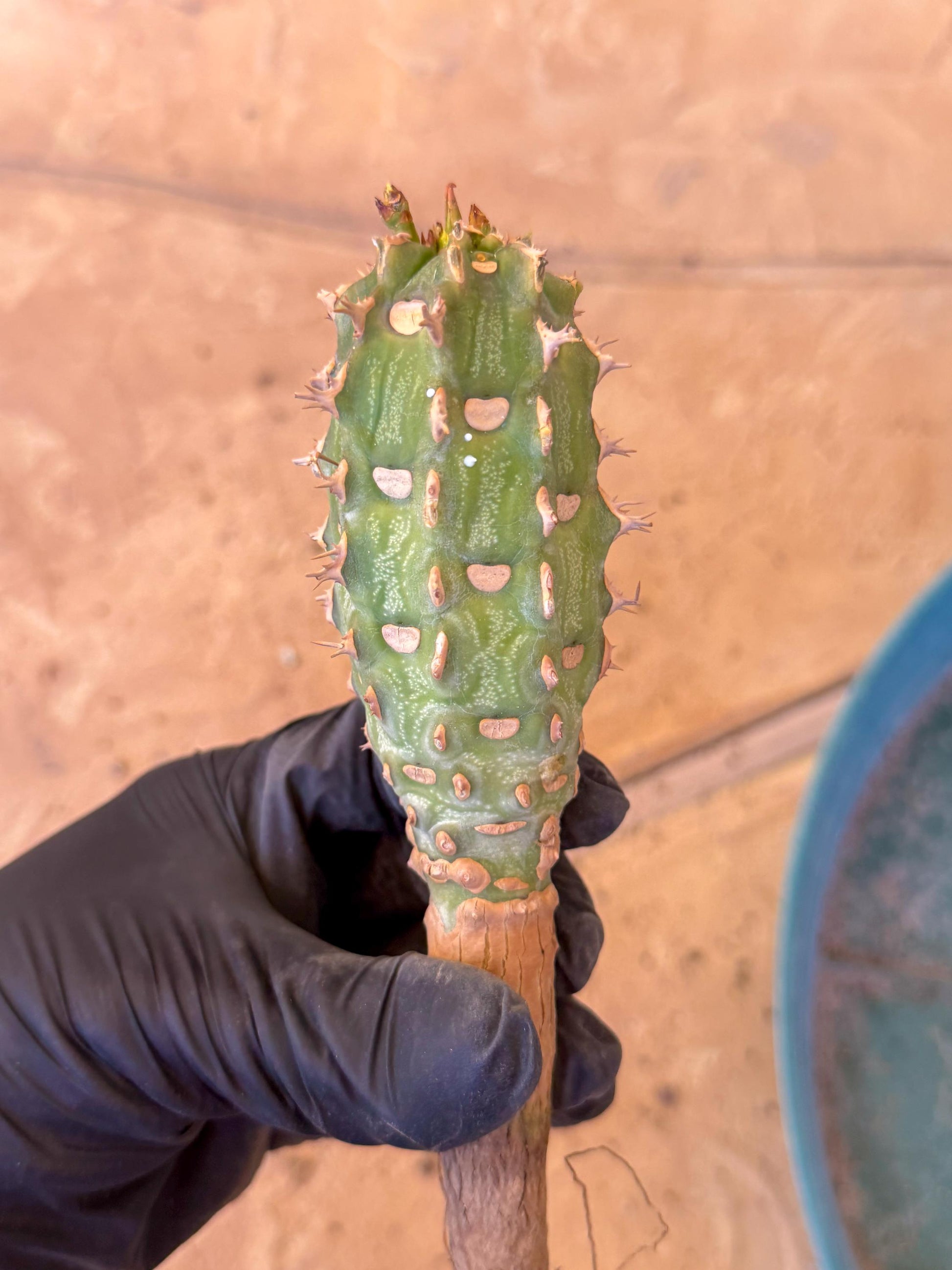 Eupho Viguieri var. Ankarafantsiensis (po) | Imported plants