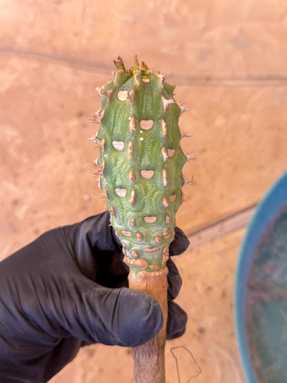 Eupho Viguieri var. Ankarafantsiensis (po) | Imported plants