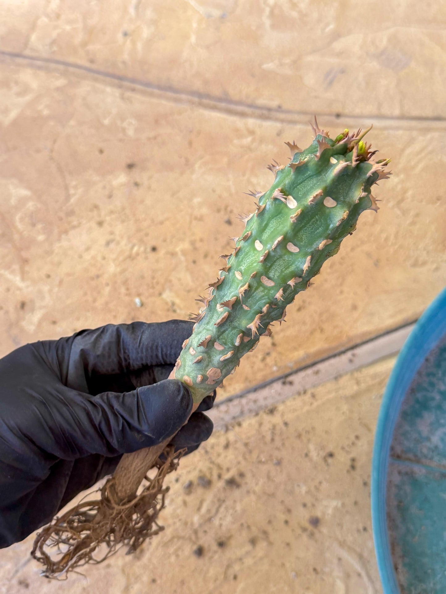 Eupho Viguieri var. Ankarafantsiensis (yr) | Imported plants