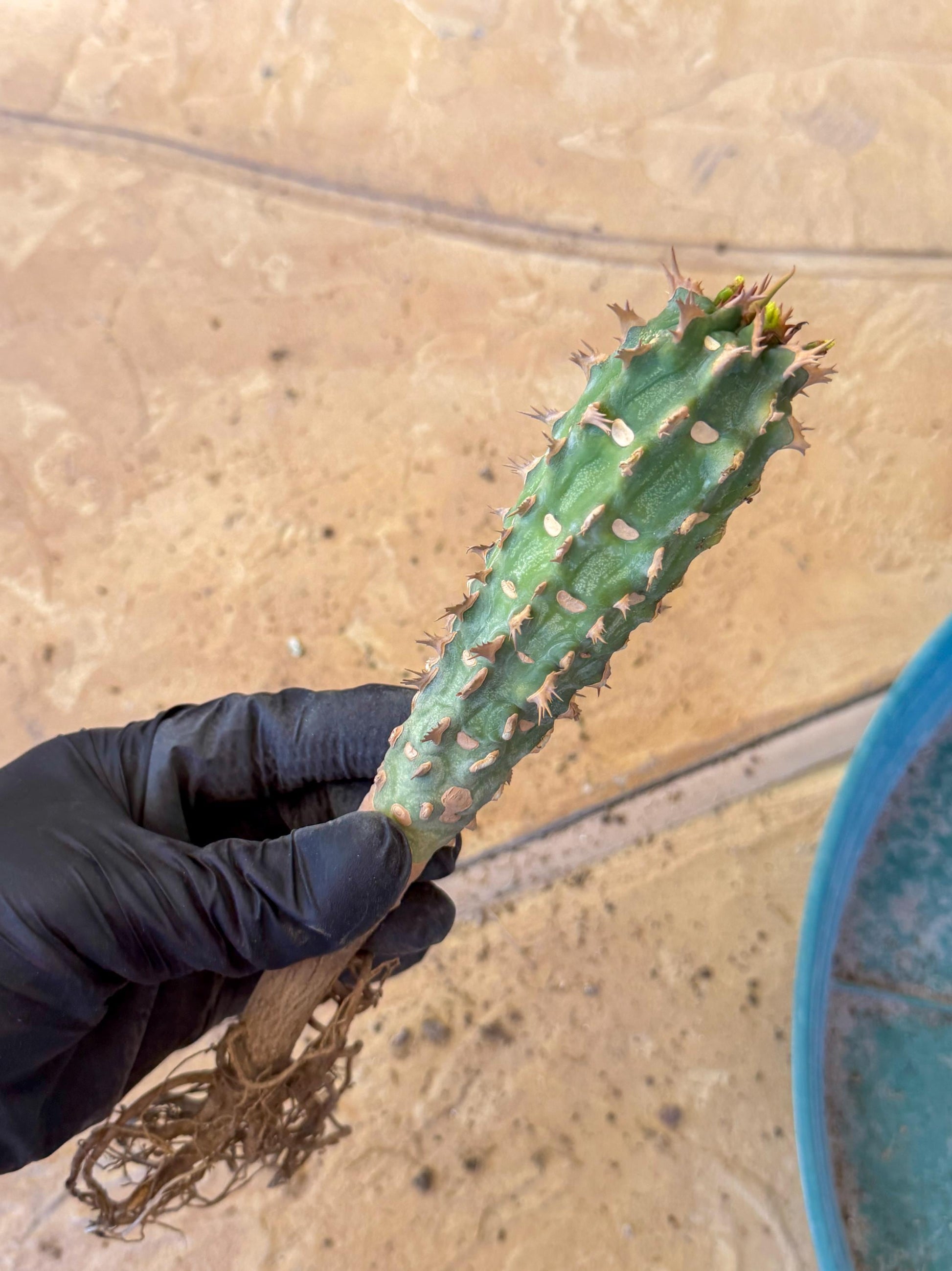 Eupho Viguieri var. Ankarafantsiensis (yr) | Imported plants