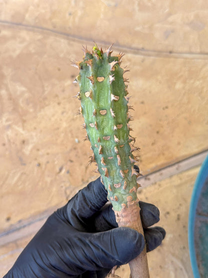 Eupho Viguieri var. Ankarafantsiensis (yr) | Imported plants