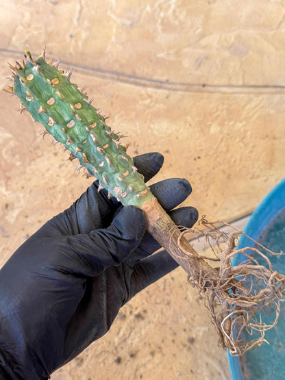 Eupho Viguieri var. Ankarafantsiensis (yr) | Imported plants