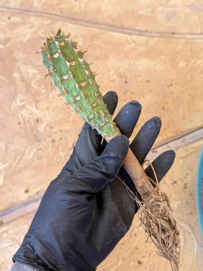Eupho Viguieri var. Ankarafantsiensis (pg) | Imported plants