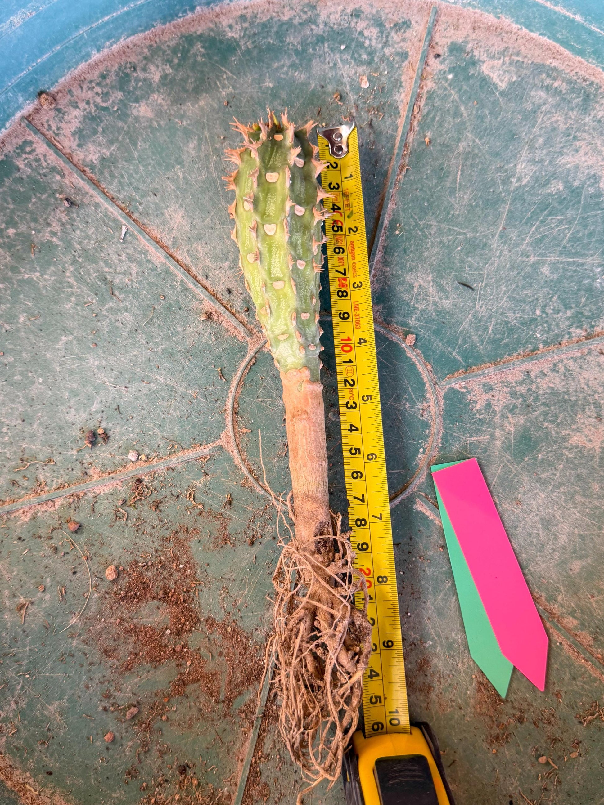 Eupho Viguieri var. Ankarafantsiensis (pg) | Imported plants