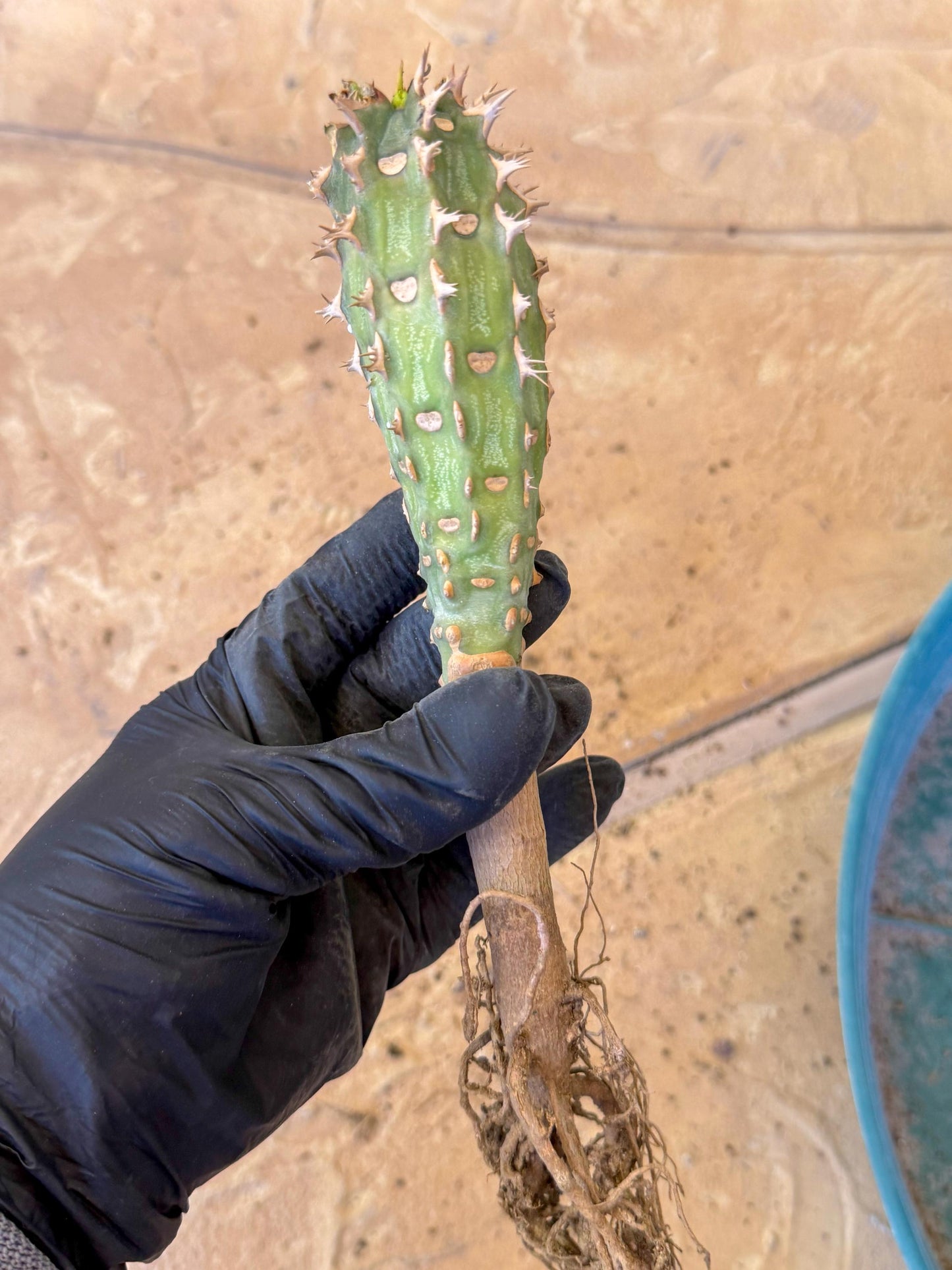 Eupho Viguieri var. Ankarafantsiensis (pg) | Imported plants