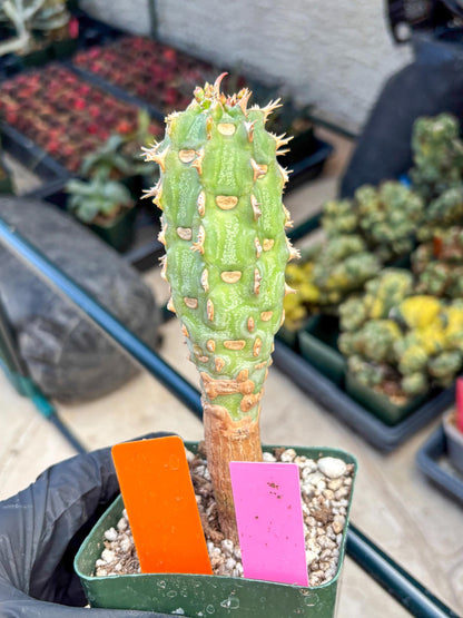 Eupho Viguieri var. Ankarafantsiensis (po) | Imported plants